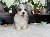 Toy size Conley blue eyes!!!, a male Aussiedoodle for sale in Springfield, MO – 2 of 9