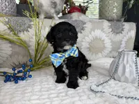 Isaac, a male Havapoo for sale in Springfield, MO – 4 of 10