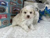 Keeton tiny toy size , a male Aussiedoodle for sale in Springfield, MO – 5 of 10