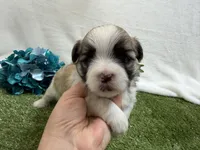 Oscar , a male Mal Shi for sale in Springfield, MO – 7 of 7