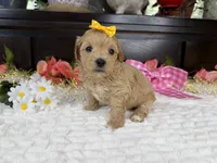 Cassy, a female Havapoo for sale in Springfield, MO – 4 of 10