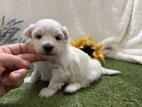 Rowen, a male Maltese for sale in Springfield, MO – 3 of 6