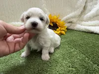 Lenny, a male Maltese for sale in Springfield, MO – 4 of 6