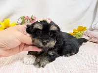 Nichole, a female Havanese for sale in Springfield, MO – 8 of 8