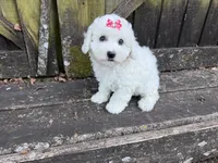 Penny, a female Bichon Frise for sale in Springfield, MO – 10 of 10