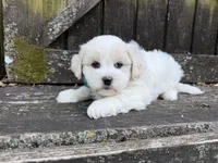 Teddy, a male Shichon for sale in Springfield, MO – 3 of 7