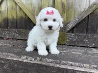 Penny, a female Bichon Frise for sale in Springfield, MO – 7 of 10