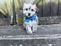 Cole, a male Shichon for sale in Springfield, MO – 5 of 9