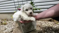 Casper, a male Bichon Frise for sale in Springfield, MO – 2 of 9