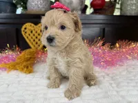 Angle, a female Havapoo for sale in Springfield, MO – 8 of 10