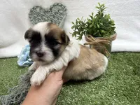 Trent, a male Mal Shi for sale in Springfield, MO – 7 of 10