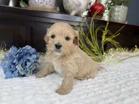 Jax, a male Havapoo for sale in Springfield, MO – 7 of 9
