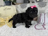 Indie, a female Havapoo for sale in Springfield, MO – 4 of 8