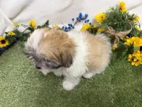 Trent, a male Mal Shi for sale in Springfield, MO – 6 of 10