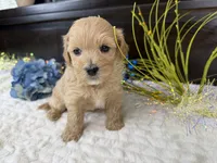 Jax, a male Havapoo for sale in Springfield, MO – 6 of 9