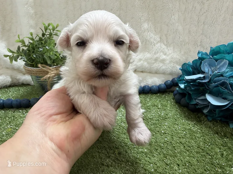 Ben – Maltese puppy for sale in Springfield, MO