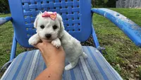 Cindy, a male Bichon Frise for sale in Springfield, MO – 8 of 8