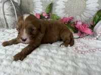 Kayla, a female Cavapoo for sale in Springfield, MO – 6 of 8