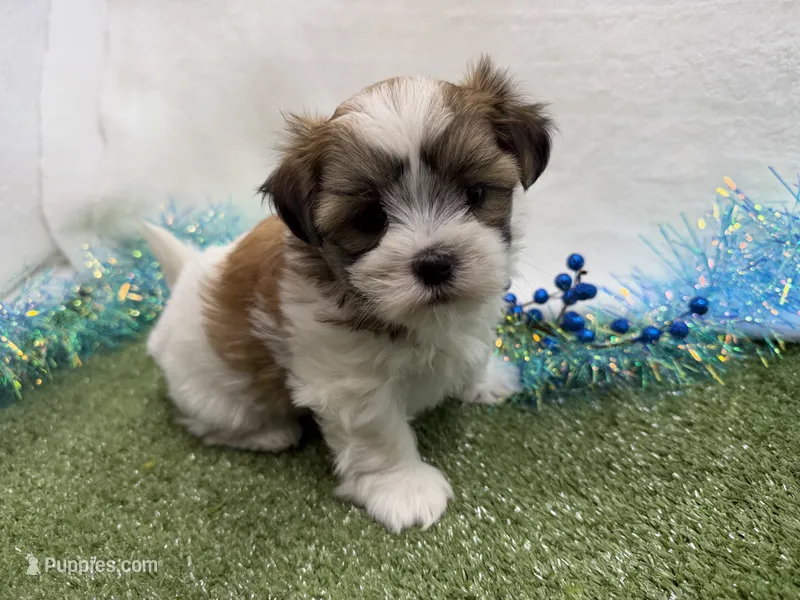 Luka – Mal Shi puppy for sale in Springfield, MO