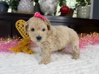 Angle, a female Havapoo for sale in Springfield, MO – 5 of 10