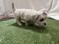 Monica, a female Havanese for sale in Springfield, MO – 7 of 8
