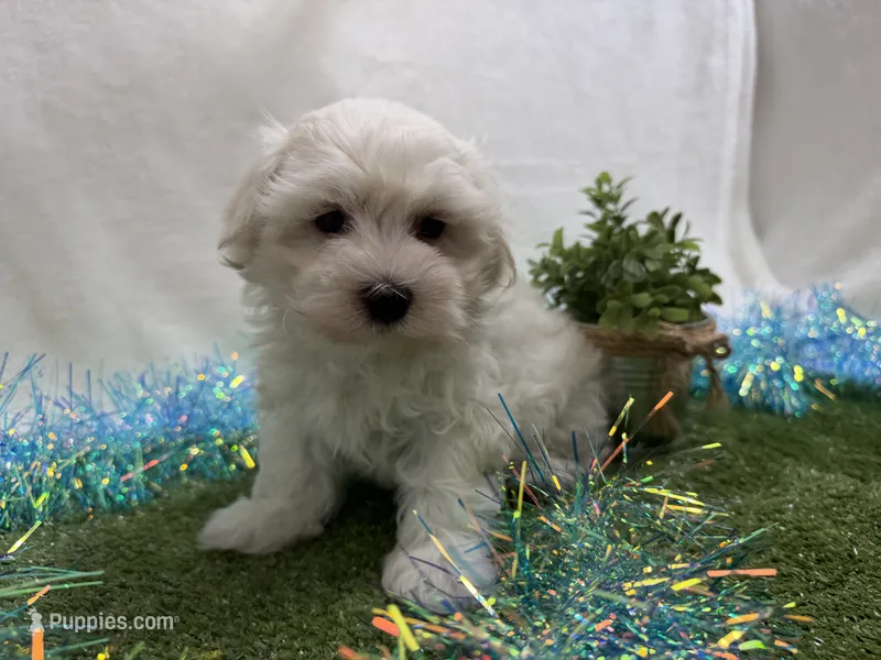 Lenny – Maltese puppy for sale in Springfield, MO