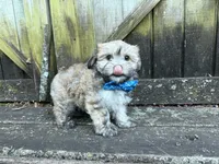 Cole, a male Shichon for sale in Springfield, MO – 8 of 9