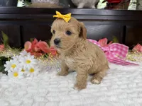Cassy, a female Havapoo for sale in Springfield, MO – 5 of 10