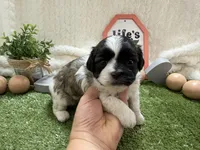 Lola, a female Shichon for sale in Springfield, MO – 1 of 8