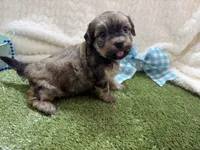 Sunny, a male Havanese for sale in Springfield, MO – 4 of 10
