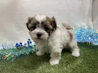 Luka, a male Mal Shi for sale in Springfield, MO – 8 of 9