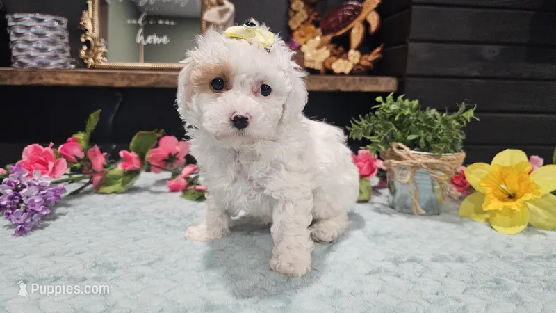Iris  – Cavapoo puppy for sale in Springfield, MO