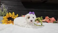 Iris , a female Cavapoo for sale in Springfield, MO – Photo 2 of 8