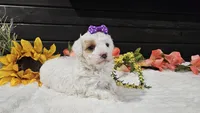 Iris , a female Cavapoo for sale in Springfield, MO – Photo 5 of 8