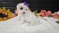 Iris , a female Cavapoo for sale in Springfield, MO – Photo 6 of 8