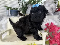 Isabella, a female Havapoo for sale in Springfield, MO – 4 of 10