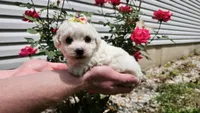 Candy, a male Bichon Frise for sale in Springfield, MO – 1 of 7