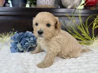 Jax, a male Havapoo for sale in Springfield, MO – 2 of 9