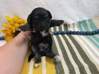 Dexter , a male Havanese for sale in Springfield, MO – 6 of 7