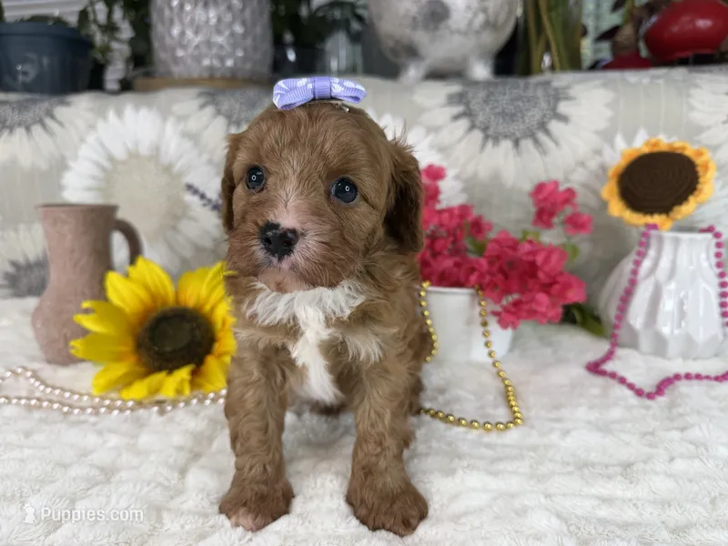 Kayla – Cavapoo puppy for sale in Springfield, MO