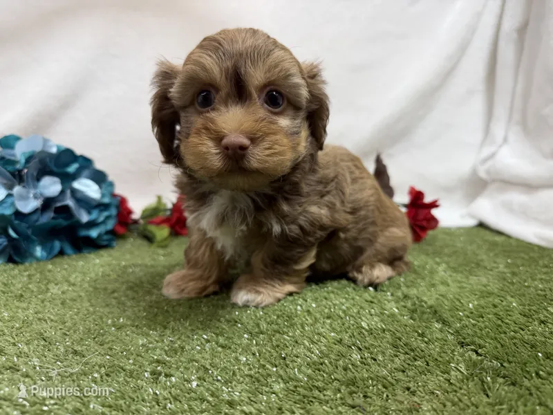 Chip – Havanese puppy for sale in Springfield, MO