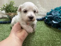 Ben, a male Maltese for sale in Springfield, MO – 2 of 6