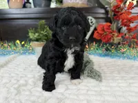 Nolan toy Aussiedoodle , a male Aussiedoodle for sale in Springfield, MO – 9 of 10