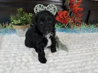 Nolan toy Aussiedoodle , a male Aussiedoodle for sale in Springfield, MO – 3 of 10