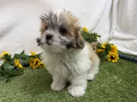 Trent, a male Mal Shi for sale in Springfield, MO – 8 of 10
