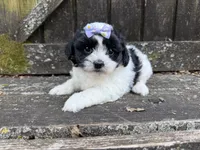 Lacey, a female Shichon for sale in Springfield, MO – 1 of 10