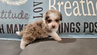 Toy size Clover blue eyes!!, a male Aussiedoodle for sale in Springfield, MO – 10 of 10