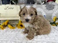 Isaiah , a male Havapoo for sale in Springfield, MO – 1 of 10