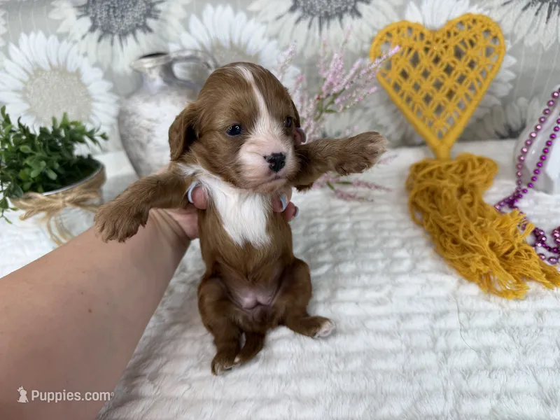 Zoe – Cavapoo puppy for sale in Springfield, MO