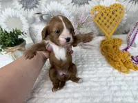 Zoe, a female Cavapoo for sale in Springfield, MO – 1 of 8